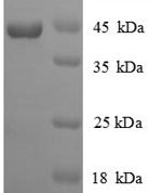 SDS-PAGE separation of QP8842 followed by commassie total protein stain results in a primary band consistent with reported data for IFNG / Interferon Gamma Protein. These data demonstrate Greater than 90% as determined by SDS-PAGE.