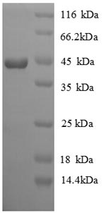 SDS-PAGE separation of QP8842 followed by commassie total protein stain results in a primary band consistent with reported data for IFNG / Interferon Gamma Protein. These data demonstrate Greater than 90% as determined by SDS-PAGE.