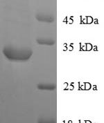 SDS-PAGE separation of QP8843 followed by commassie total protein stain results in a primary band consistent with reported data for Vasopressin V1a receptor. These data demonstrate Greater than 90% as determined by SDS-PAGE.