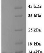 SDS-PAGE separation of QP8844 followed by commassie total protein stain results in a primary band consistent with reported data for Vasopressin V1b receptor. These data demonstrate Greater than 90% as determined by SDS-PAGE.