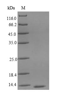 SDS-PAGE separation of QP8845 followed by commassie total protein stain results in a primary band consistent with reported data for Interleukin-8. These data demonstrate Greater than 80% as determined by SDS-PAGE.