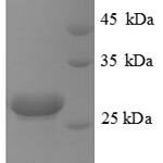 SDS-PAGE separation of QP8846 followed by commassie total protein stain results in a primary band consistent with reported data for HPRT1. These data demonstrate Greater than 90% as determined by SDS-PAGE.