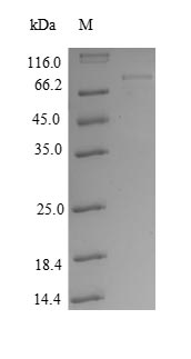 SDS-PAGE separation of QP8847 followed by commassie total protein stain results in a primary band consistent with reported data for AKT1 / PKB / PKBalpha. These data demonstrate Greater than 80% as determined by SDS-PAGE.