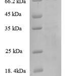 SDS-PAGE separation of QP8848 followed by commassie total protein stain results in a primary band consistent with reported data for nrdD. These data demonstrate Greater than 90% as determined by SDS-PAGE.