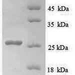 SDS-PAGE separation of QP8849 followed by commassie total protein stain results in a primary band consistent with reported data for Myelin transcription factor 1. These data demonstrate Greater than 90% as determined by SDS-PAGE.