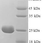 SDS-PAGE separation of QP8851 followed by commassie total protein stain results in a primary band consistent with reported data for Riboflavin-binding protein. These data demonstrate Greater than 90% as determined by SDS-PAGE.