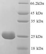 SDS-PAGE separation of QP8851 followed by commassie total protein stain results in a primary band consistent with reported data for Riboflavin-binding protein. These data demonstrate Greater than 90% as determined by SDS-PAGE.