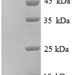 SDS-PAGE separation of QP8853 followed by commassie total protein stain results in a primary band consistent with reported data for Replication protein A 14 kDa subunit. These data demonstrate Greater than 90% as determined by SDS-PAGE.