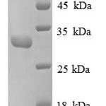 SDS-PAGE separation of QP8854 followed by commassie total protein stain results in a primary band consistent with reported data for Replication protein A 30 kDa subunit. These data demonstrate Greater than 90% as determined by SDS-PAGE.