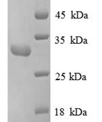 SDS-PAGE separation of QP8854 followed by commassie total protein stain results in a primary band consistent with reported data for Replication protein A 30 kDa subunit. These data demonstrate Greater than 90% as determined by SDS-PAGE.