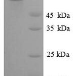 SDS-PAGE separation of QP8855 followed by commassie total protein stain results in a primary band consistent with reported data for NR2C2. These data demonstrate Greater than 90% as determined by SDS-PAGE.