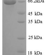 SDS-PAGE separation of QP8855 followed by commassie total protein stain results in a primary band consistent with reported data for NR2C2. These data demonstrate Greater than 90% as determined by SDS-PAGE.