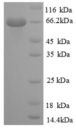 SDS-PAGE separation of QP8855 followed by commassie total protein stain results in a primary band consistent with reported data for NR2C2. These data demonstrate Greater than 90% as determined by SDS-PAGE.