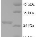 SDS-PAGE separation of QP8856 followed by commassie total protein stain results in a primary band consistent with reported data for Chitin synthase 1. These data demonstrate Greater than 90% as determined by SDS-PAGE.