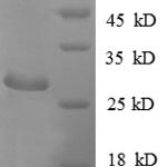 SDS-PAGE separation of QP8857 followed by commassie total protein stain results in a primary band consistent with reported data for ADK. These data demonstrate Greater than 90% as determined by SDS-PAGE.