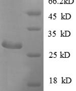 SDS-PAGE separation of QP8857 followed by commassie total protein stain results in a primary band consistent with reported data for ADK. These data demonstrate Greater than 90% as determined by SDS-PAGE.