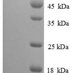 SDS-PAGE separation of QP8859 followed by commassie total protein stain results in a primary band consistent with reported data for Vitellogenin-2. These data demonstrate Greater than 90% as determined by SDS-PAGE.