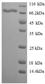 SDS-PAGE separation of QP8859 followed by commassie total protein stain results in a primary band consistent with reported data for Vitellogenin-2. These data demonstrate Greater than 90% as determined by SDS-PAGE.