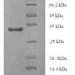 SDS-PAGE separation of QP8860 followed by commassie total protein stain results in a primary band consistent with reported data for Enterotoxin type A. These data demonstrate Greater than 90% as determined by SDS-PAGE.