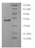 SDS-PAGE separation of QP8860 followed by commassie total protein stain results in a primary band consistent with reported data for Enterotoxin type A. These data demonstrate Greater than 90% as determined by SDS-PAGE.