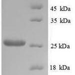 SDS-PAGE separation of QP8863 followed by commassie total protein stain results in a primary band consistent with reported data for Trehalose-phosphatase. These data demonstrate Greater than 90% as determined by SDS-PAGE.