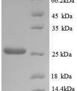 SDS-PAGE separation of QP8863 followed by commassie total protein stain results in a primary band consistent with reported data for Trehalose-phosphatase. These data demonstrate Greater than 90% as determined by SDS-PAGE.