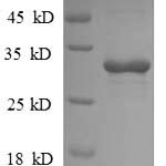 SDS-PAGE separation of QP8864 followed by commassie total protein stain results in a primary band consistent with reported data for Trehalose-phosphatase. These data demonstrate Greater than 90% as determined by SDS-PAGE.