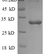 SDS-PAGE separation of QP8864 followed by commassie total protein stain results in a primary band consistent with reported data for Trehalose-phosphatase. These data demonstrate Greater than 90% as determined by SDS-PAGE.