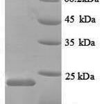 SDS-PAGE separation of QP8865 followed by commassie total protein stain results in a primary band consistent with reported data for Nitric oxide synthase