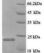 SDS-PAGE separation of QP8865 followed by commassie total protein stain results in a primary band consistent with reported data for Nitric oxide synthase