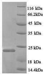 SDS-PAGE separation of QP8865 followed by commassie total protein stain results in a primary band consistent with reported data for Nitric oxide synthase