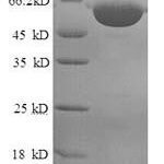 SDS-PAGE separation of QP8866 followed by commassie total protein stain results in a primary band consistent with reported data for MSRA. These data demonstrate Greater than 90% as determined by SDS-PAGE.