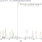 SEQUEST analysis of LC MS/MS spectra obtained from a run with QP8867 identified a match between this protein and the spectra of a peptide sequence that matches a region of Transcription factor PU.1.