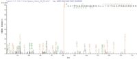 SEQUEST analysis of LC MS/MS spectra obtained from a run with QP8867 identified a match between this protein and the spectra of a peptide sequence that matches a region of Transcription factor PU.1.