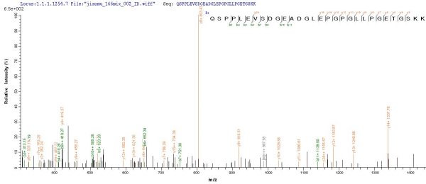 SEQUEST analysis of LC MS/MS spectra obtained from a run with QP8867 identified a match between this protein and the spectra of a peptide sequence that matches a region of Transcription factor PU.1.