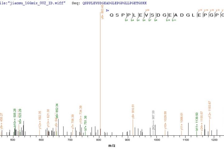 SEQUEST analysis of LC MS/MS spectra obtained from a run with QP8867 identified a match between this protein and the spectra of a peptide sequence that matches a region of Transcription factor PU.1.