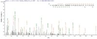 Additional SEQUEST analysis of the LC MS/MS spectra from QP8867 identified an additional between this protein and the spectra of another peptide sequence that matches a region of Transcription factor PU.1 confirming successful recombinant synthesis.