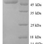 SDS-PAGE separation of QP8868 followed by commassie total protein stain results in a primary band consistent with reported data for Transcription termination factor Rho. These data demonstrate Greater than 90% as determined by SDS-PAGE.