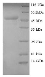 SDS-PAGE separation of QP8868 followed by commassie total protein stain results in a primary band consistent with reported data for Transcription termination factor Rho. These data demonstrate Greater than 90% as determined by SDS-PAGE.