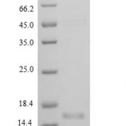 SDS-PAGE separation of QP8869 followed by commassie total protein stain results in a primary band consistent with reported data for BDNF Protein Isoform 2. These data demonstrate Greater than 90% as determined by SDS-PAGE.