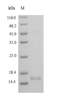 SDS-PAGE separation of QP8869 followed by commassie total protein stain results in a primary band consistent with reported data for BDNF Protein Isoform 2. These data demonstrate Greater than 90% as determined by SDS-PAGE.