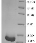 SDS-PAGE separation of QP8870 followed by commassie total protein stain results in a primary band consistent with reported data for CLPS / Colipase. These data demonstrate Greater than 90% as determined by SDS-PAGE.