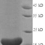 SDS-PAGE separation of QP8878 followed by commassie total protein stain results in a primary band consistent with reported data for IL18BP. These data demonstrate Greater than 90% as determined by SDS-PAGE.