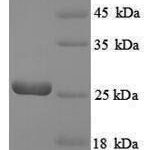 SDS-PAGE separation of QP8879 followed by commassie total protein stain results in a primary band consistent with reported data for GTP cyclohydrolase-2. These data demonstrate Greater than 90% as determined by SDS-PAGE.