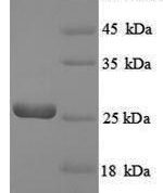 SDS-PAGE separation of QP8879 followed by commassie total protein stain results in a primary band consistent with reported data for GTP cyclohydrolase-2. These data demonstrate Greater than 90% as determined by SDS-PAGE.
