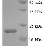 SDS-PAGE separation of QP8880 followed by commassie total protein stain results in a primary band consistent with reported data for IL18BP. These data demonstrate Greater than 90% as determined by SDS-PAGE.