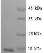 SDS-PAGE separation of QP8881 followed by commassie total protein stain results in a primary band consistent with reported data for beta-NGF / Beta-NGF Protein. These data demonstrate Greater than 90% as determined by SDS-PAGE.