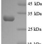 SDS-PAGE separation of QP8882 followed by commassie total protein stain results in a primary band consistent with reported data for Protein-lysine 6-oxidase. These data demonstrate Greater than 90% as determined by SDS-PAGE.