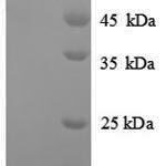 SDS-PAGE separation of QP8883 followed by commassie total protein stain results in a primary band consistent with reported data for Ornithine decarboxylase