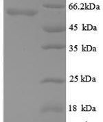SDS-PAGE separation of QP8884 followed by commassie total protein stain results in a primary band consistent with reported data for Angiopoietin-2 / ANG2. These data demonstrate Greater than 90% as determined by SDS-PAGE.